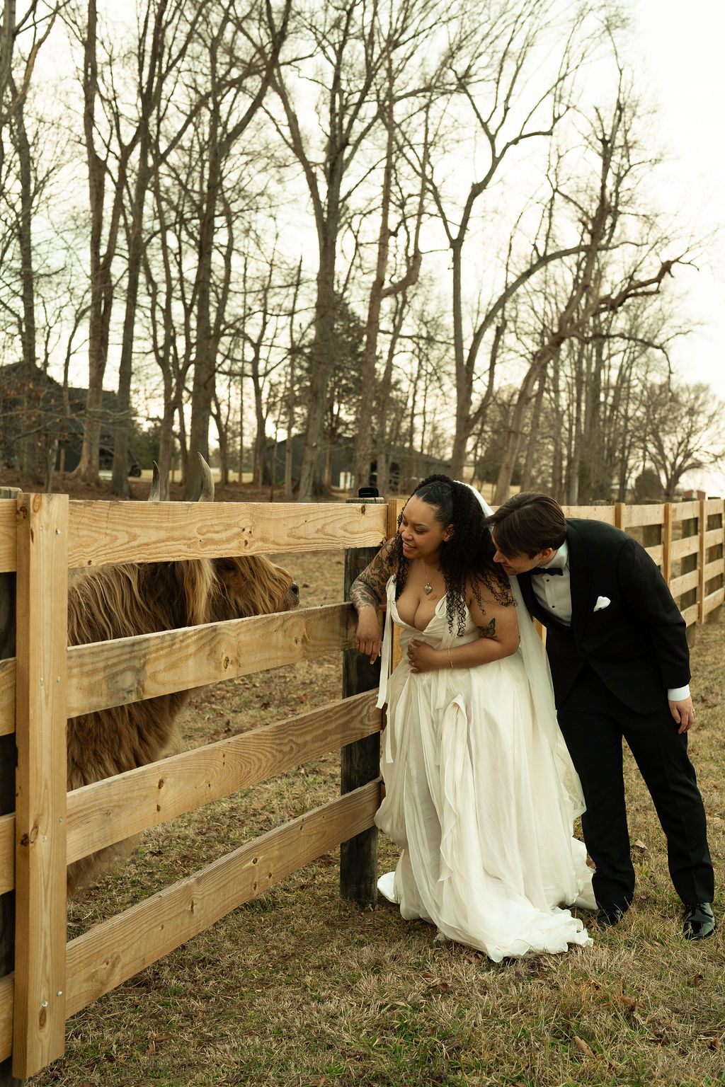 A newly married couple posing with a highland cow on their North Carolina venue grounds.